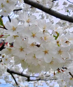 اسانس خوشبوکننده پمپ شکوفه