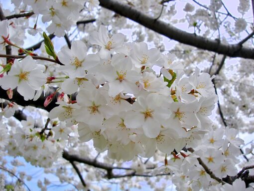 اسانس خوشبوکننده پمپ شکوفه