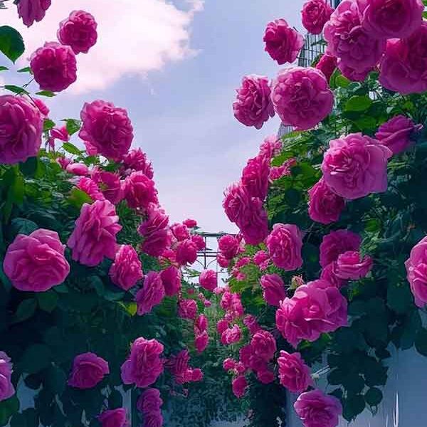 اسانس خوشبوکننده راش