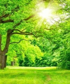 اسانس خوشبوکننده جنگل سبز