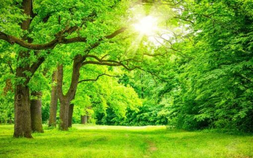 اسانس خوشبوکننده جنگل سبز